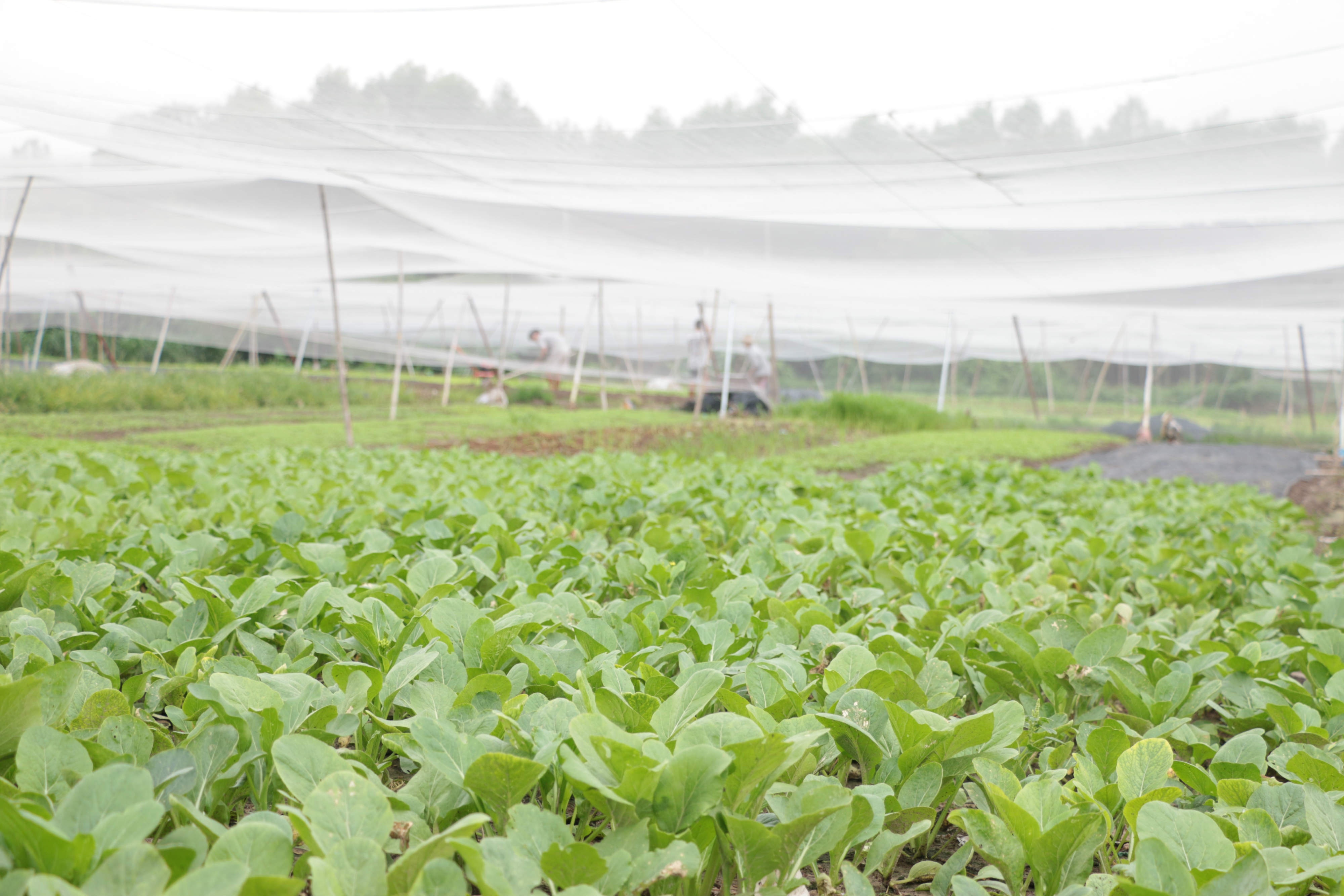 Trong rau tren dat quy hoach anh 2