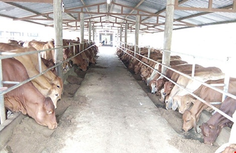 Nguy co mat hon 400 trieu dong thue vi… sai chinh ta hinh anh