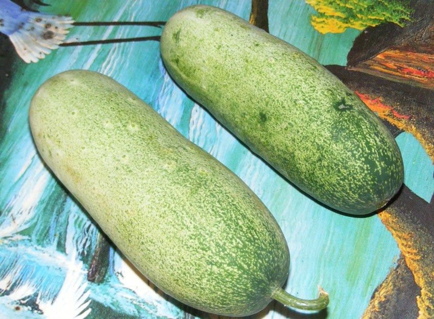 dân Hà thành tò mò dưa chuột mèo ảnh 2 dan Ha thanh to mo dua chuot meo anh 2