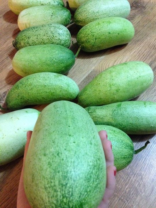 'Dua chuot meo' moi qua nang gan 2 kg ban o Ha Noi hinh anh