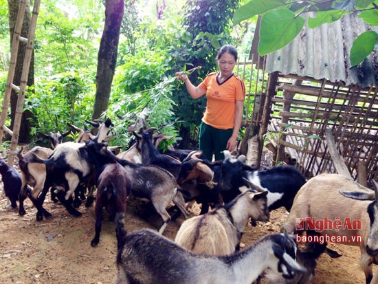 phat trien mo hinh nuoi de tha doi anh 1