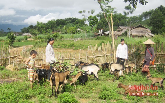 Doc dao mo hinh nuoi de tha doi hinh anh