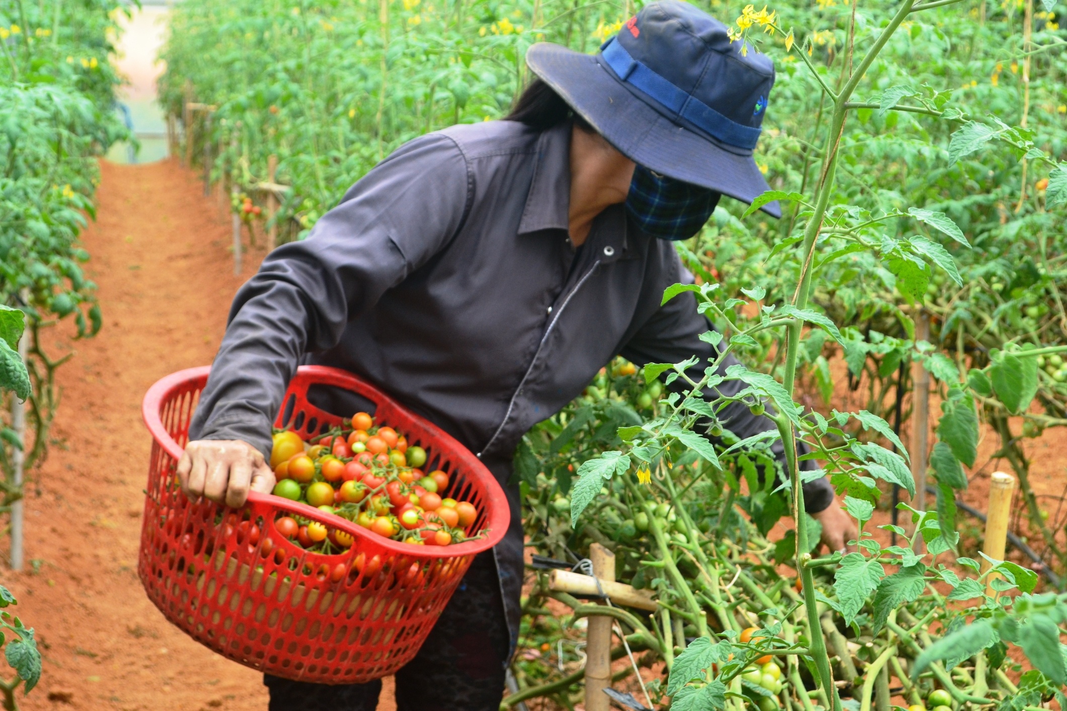 Trong 1 sao ca chua sach kiem 100 trieu dong moi thang hinh anh