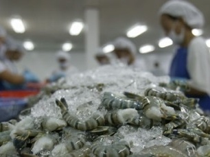 Xuat khau tom sang Trung Quoc tang manh hinh anh