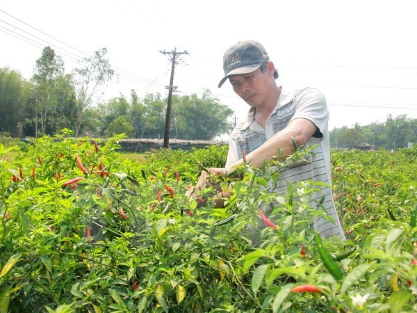Co hoi xuat khau ot Viet vao Malaysia hinh anh