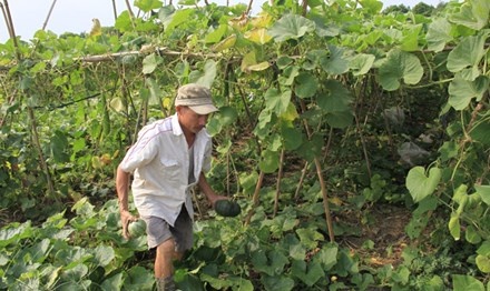 Ha Noi lung tung tieu thu rau an toan hinh anh