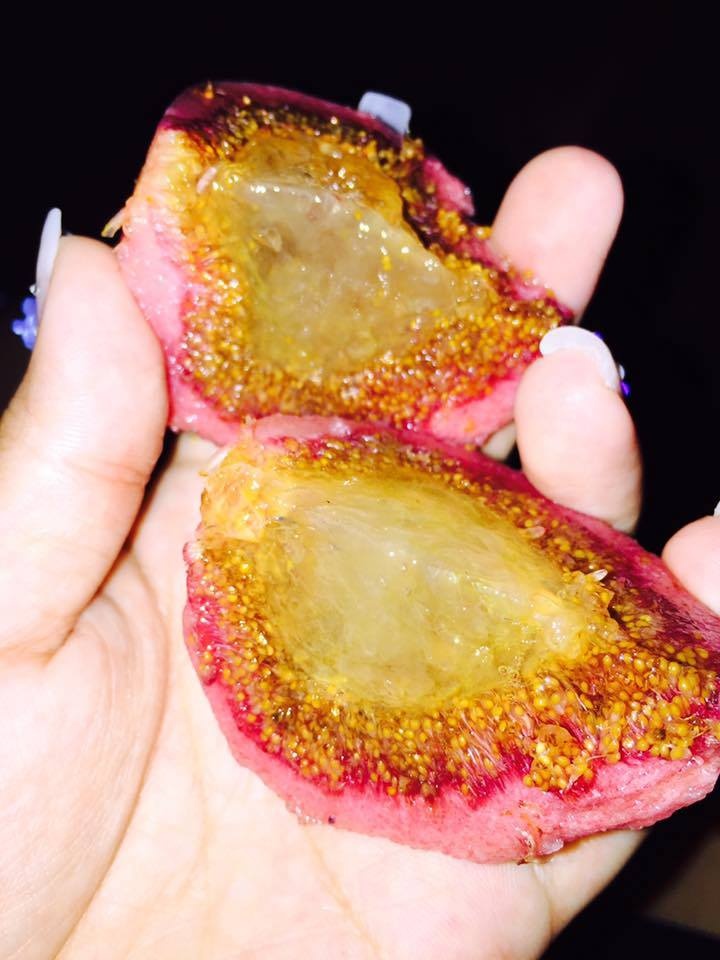 sung khổng lồ gây xôn xao Hà Nội ảnh 2 sung khong lo gay xon xao Ha Noi anh 2