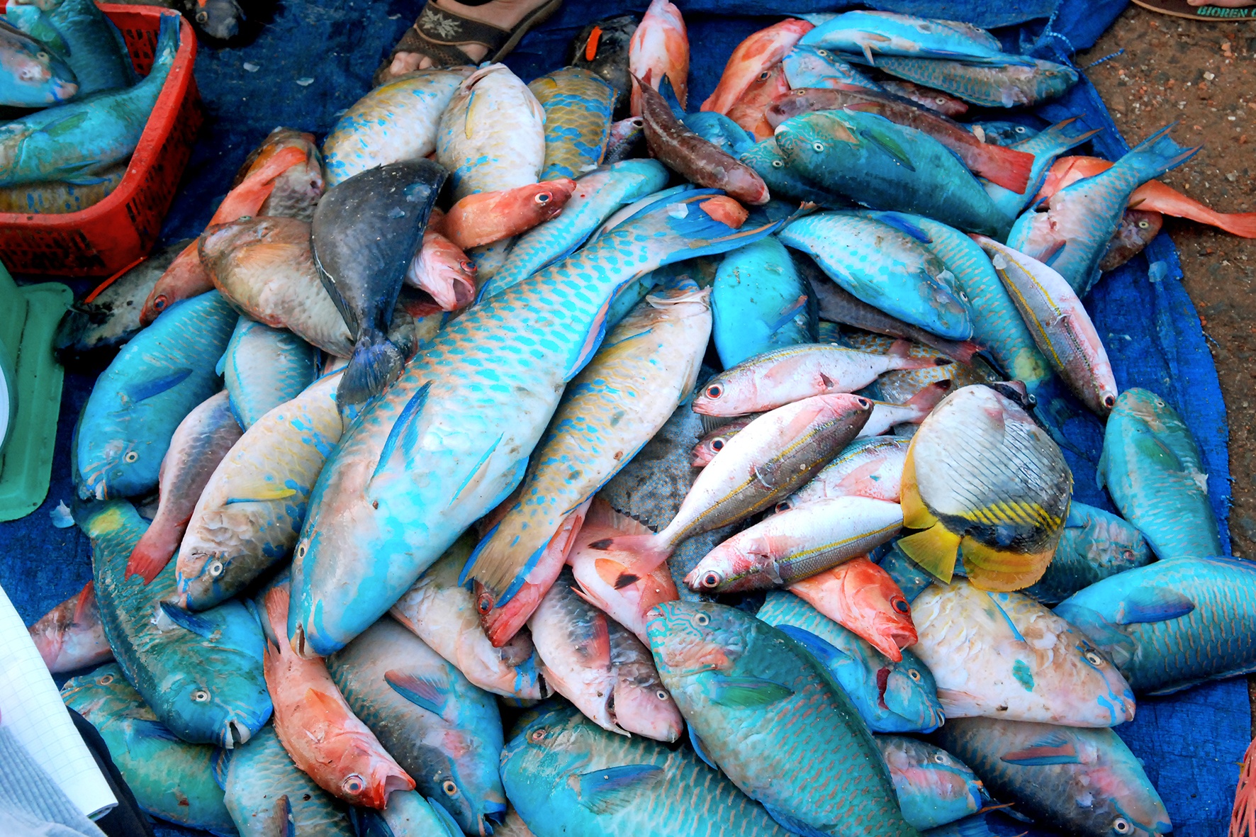 chợ cá đất cảng Phú Qúy ảnh 4 cho ca dat cang Phu Quy anh 4