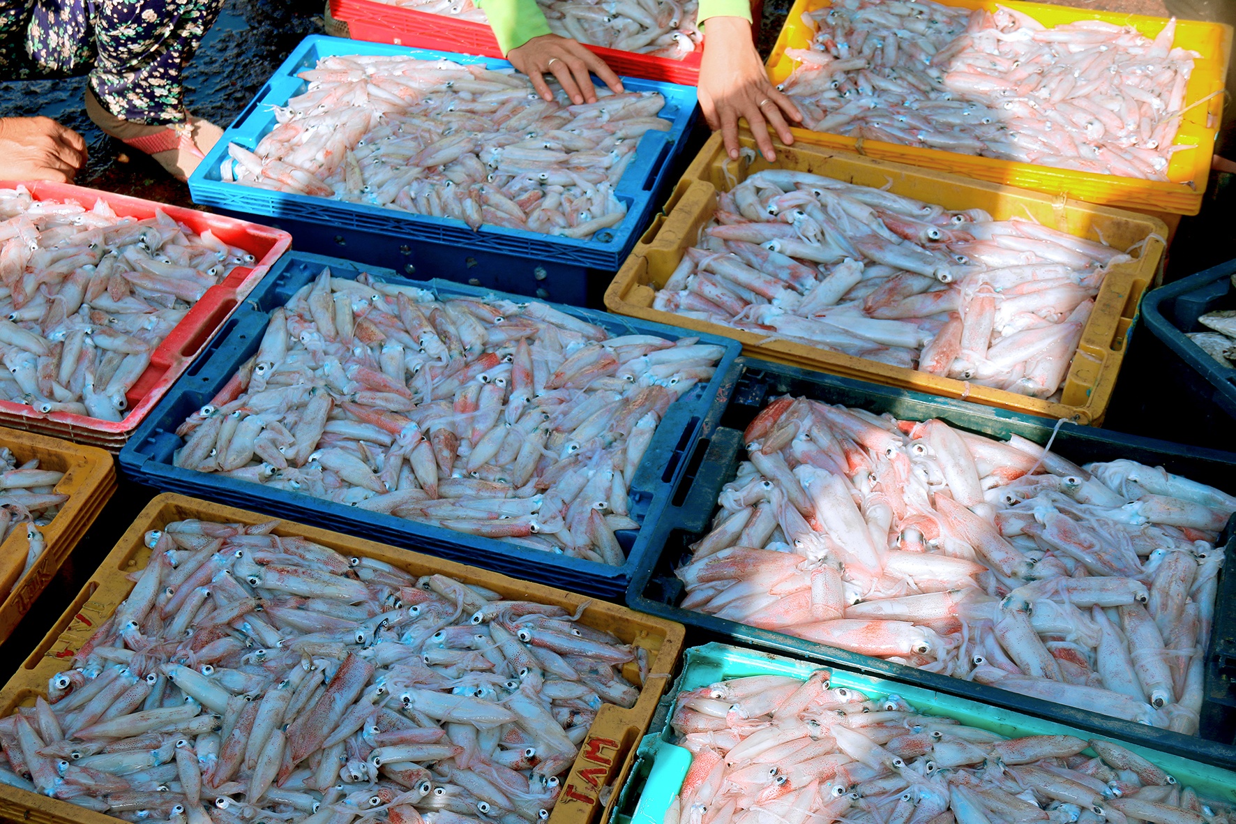 chợ cá đất cảng Phú Qúy ảnh 10 cho ca dat cang Phu Quy anh 10