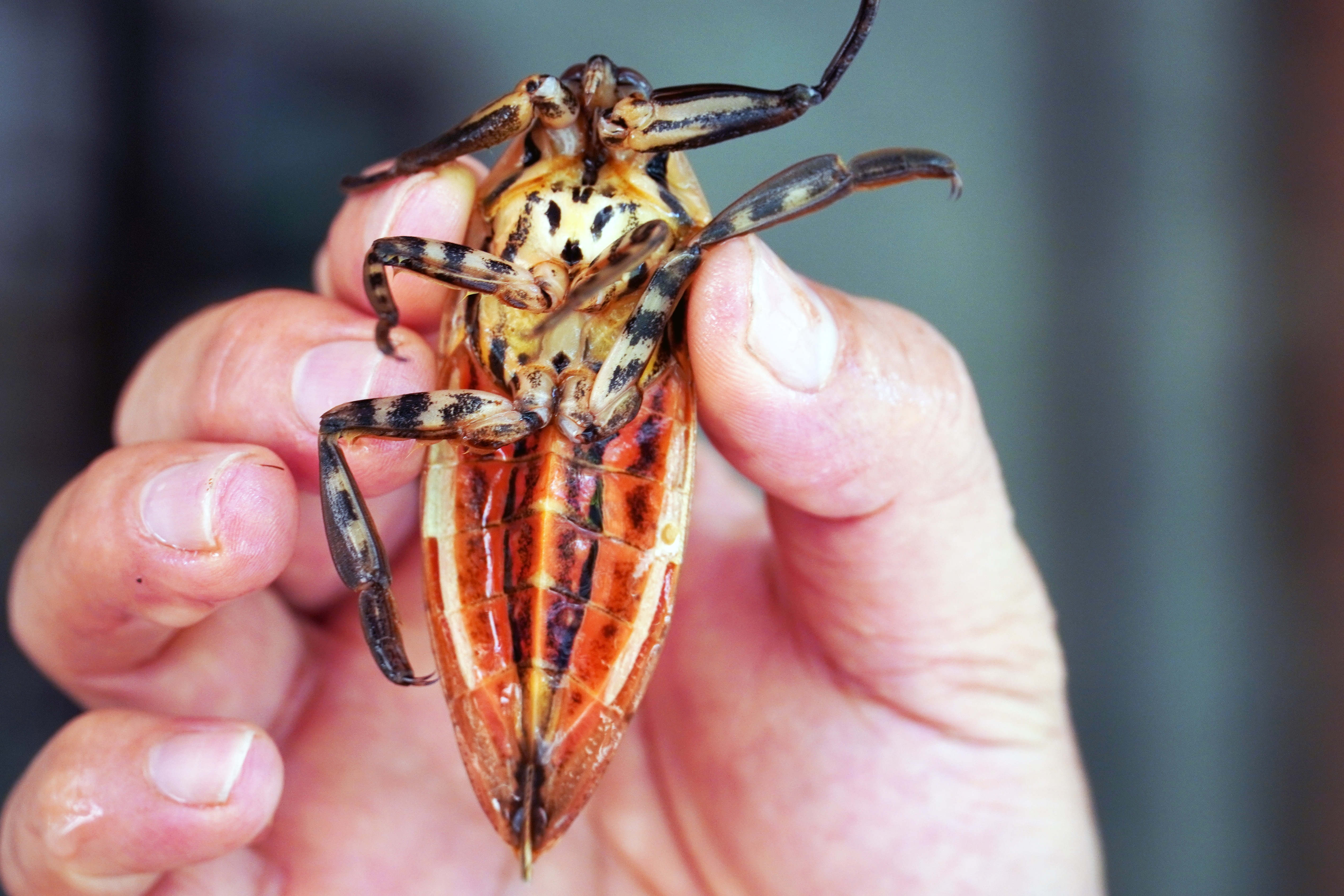 Kiem tien trieu tu nuoi ca cuong tai TP.HCM hinh anh