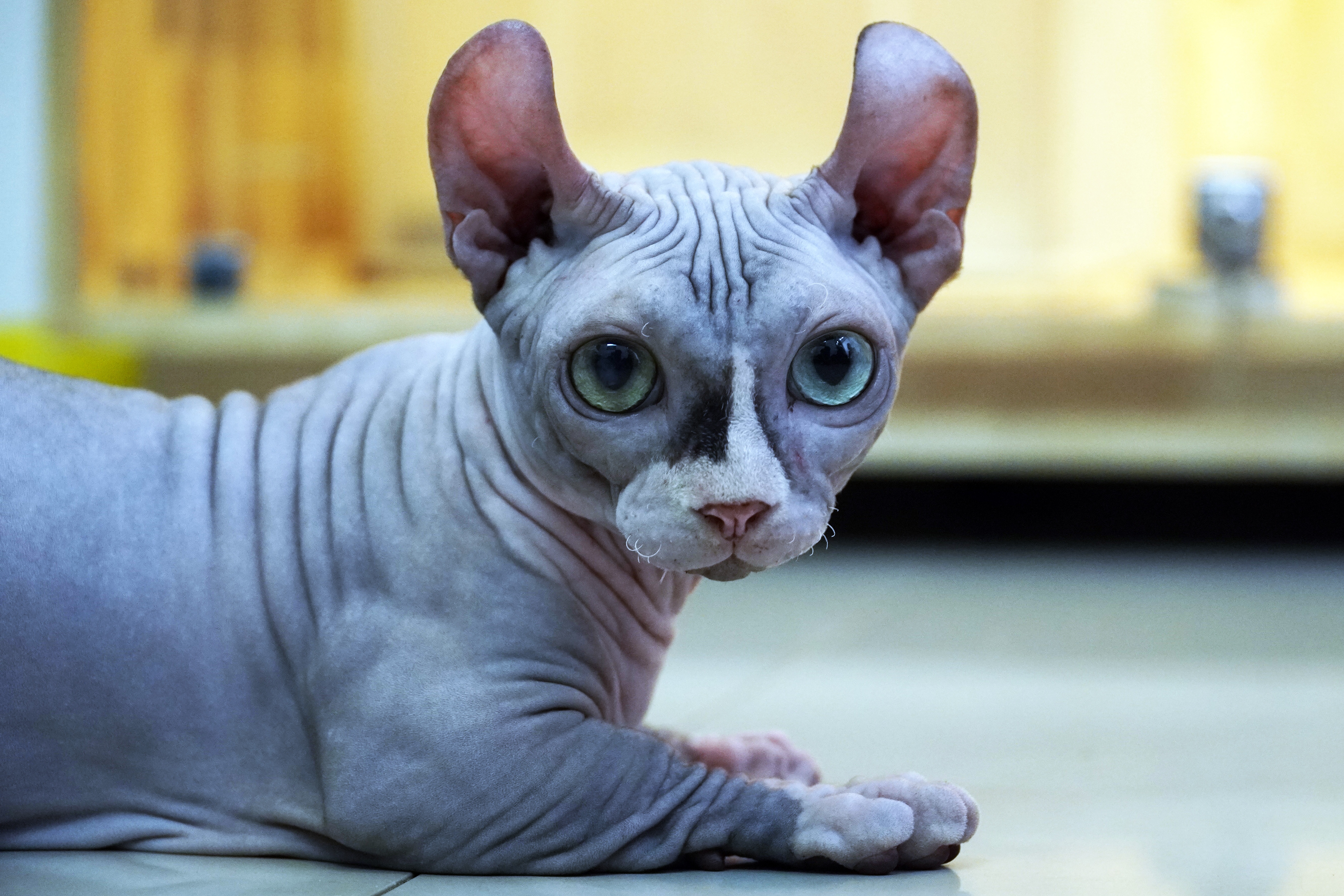 Thu choi meo khong long gia tram trieu tai TP.HCM hinh anh