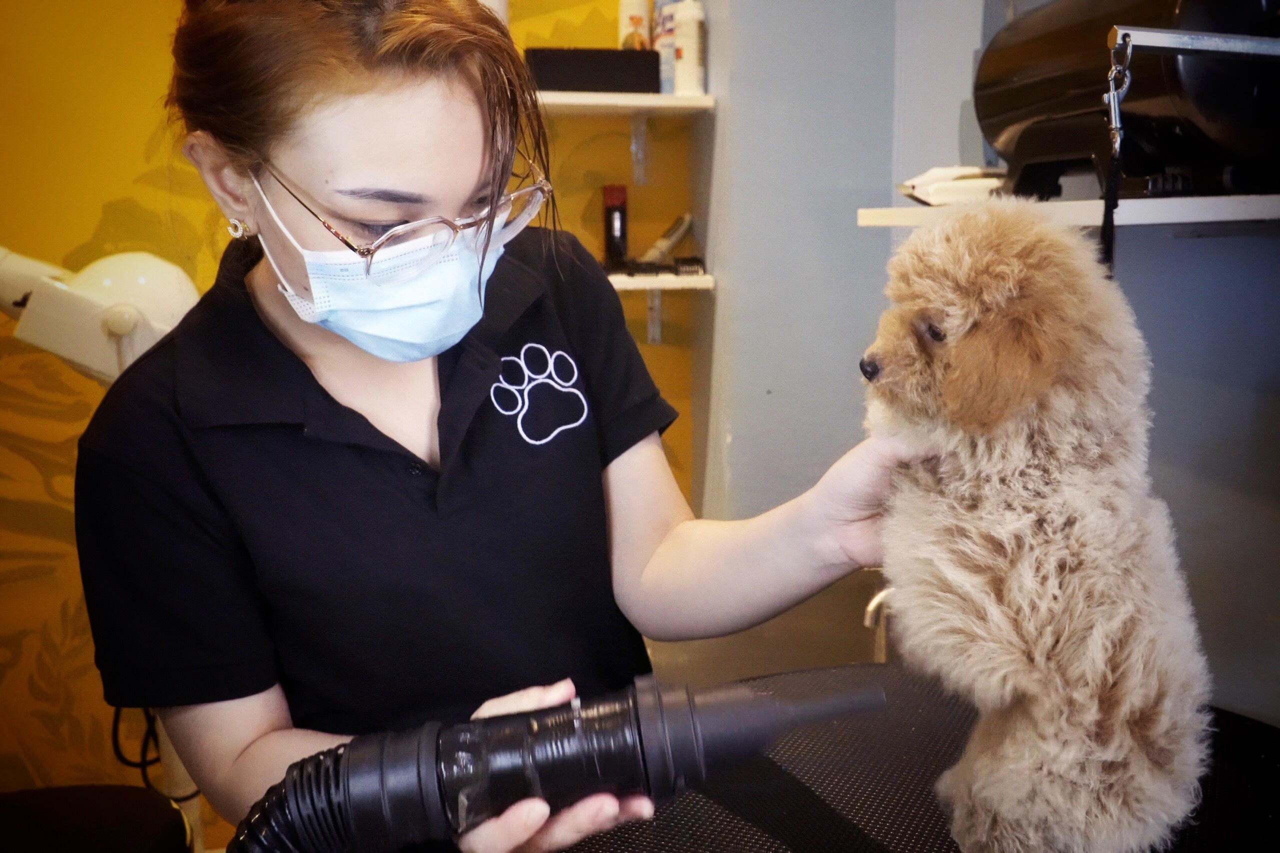 Kiem tien trieu nho nhan cham soc cho meo thue o TP.HCM hinh anh