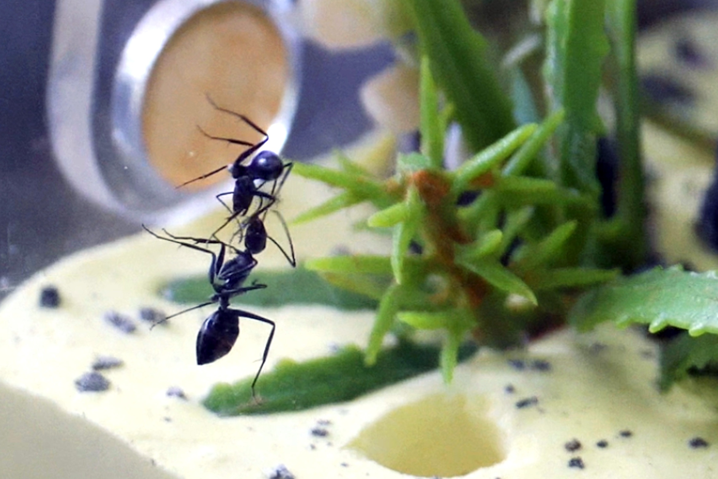 Thu choi kien canh tai TP.HCM hinh anh