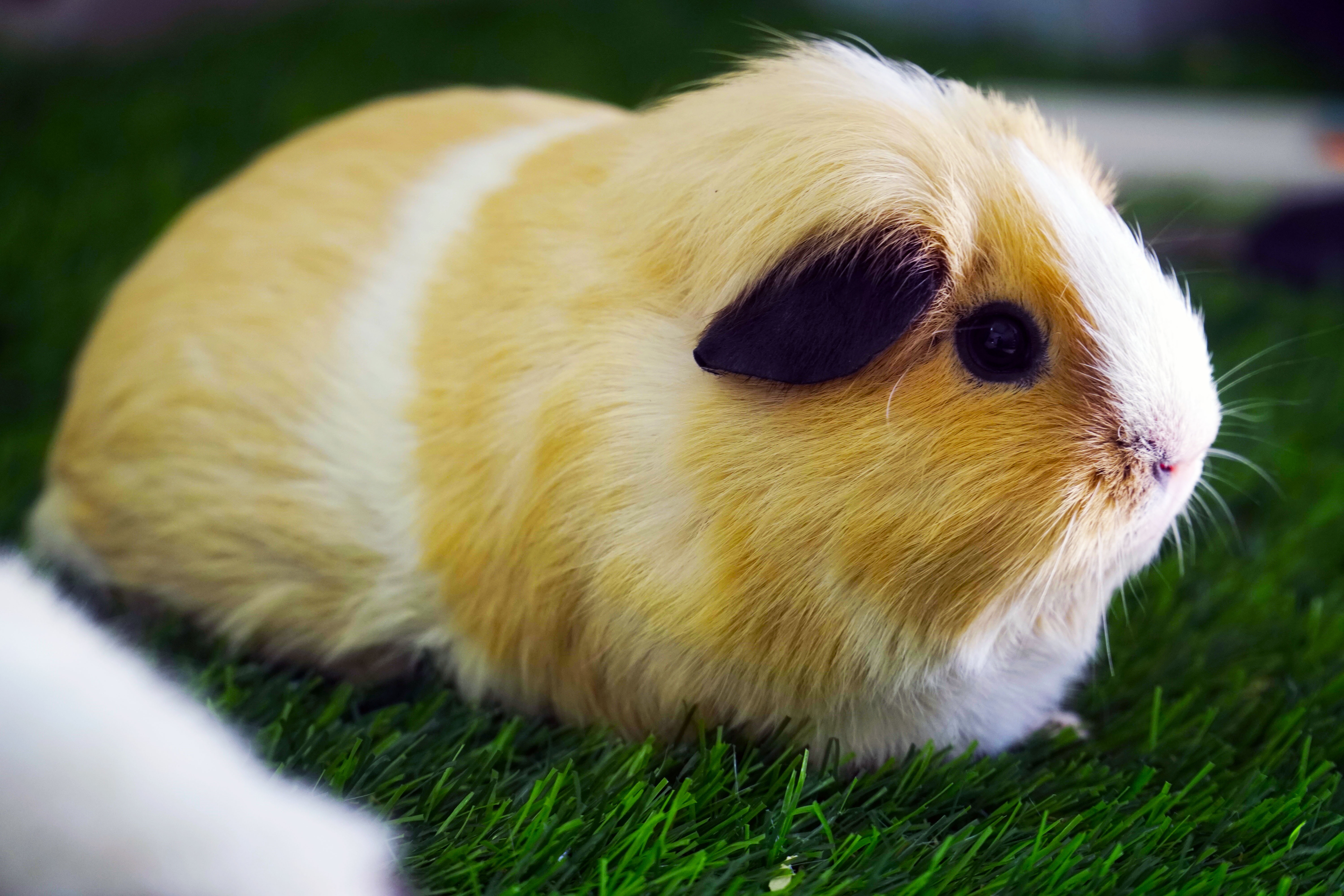 Kiem tien tu thu choi bo u hinh anh