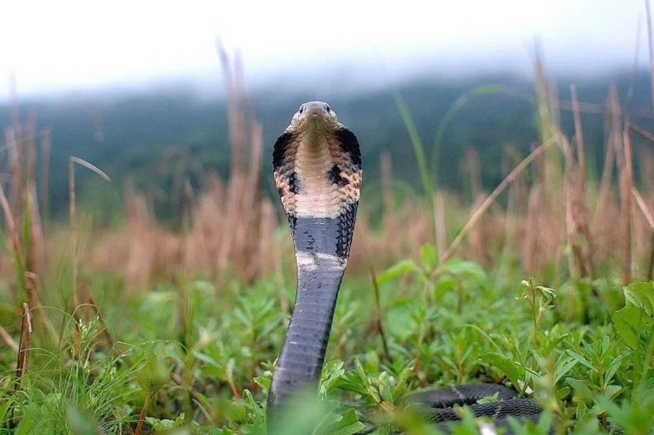 rắn độc ảnh 1