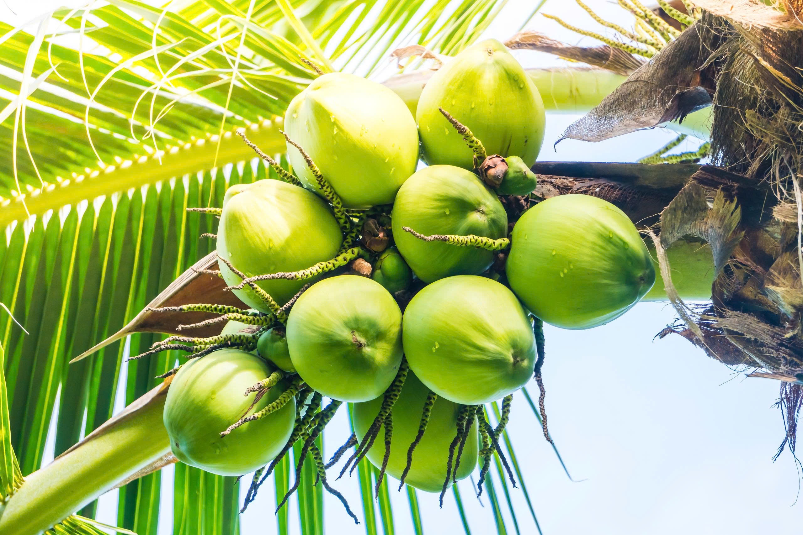 nước dừa ảnh 1