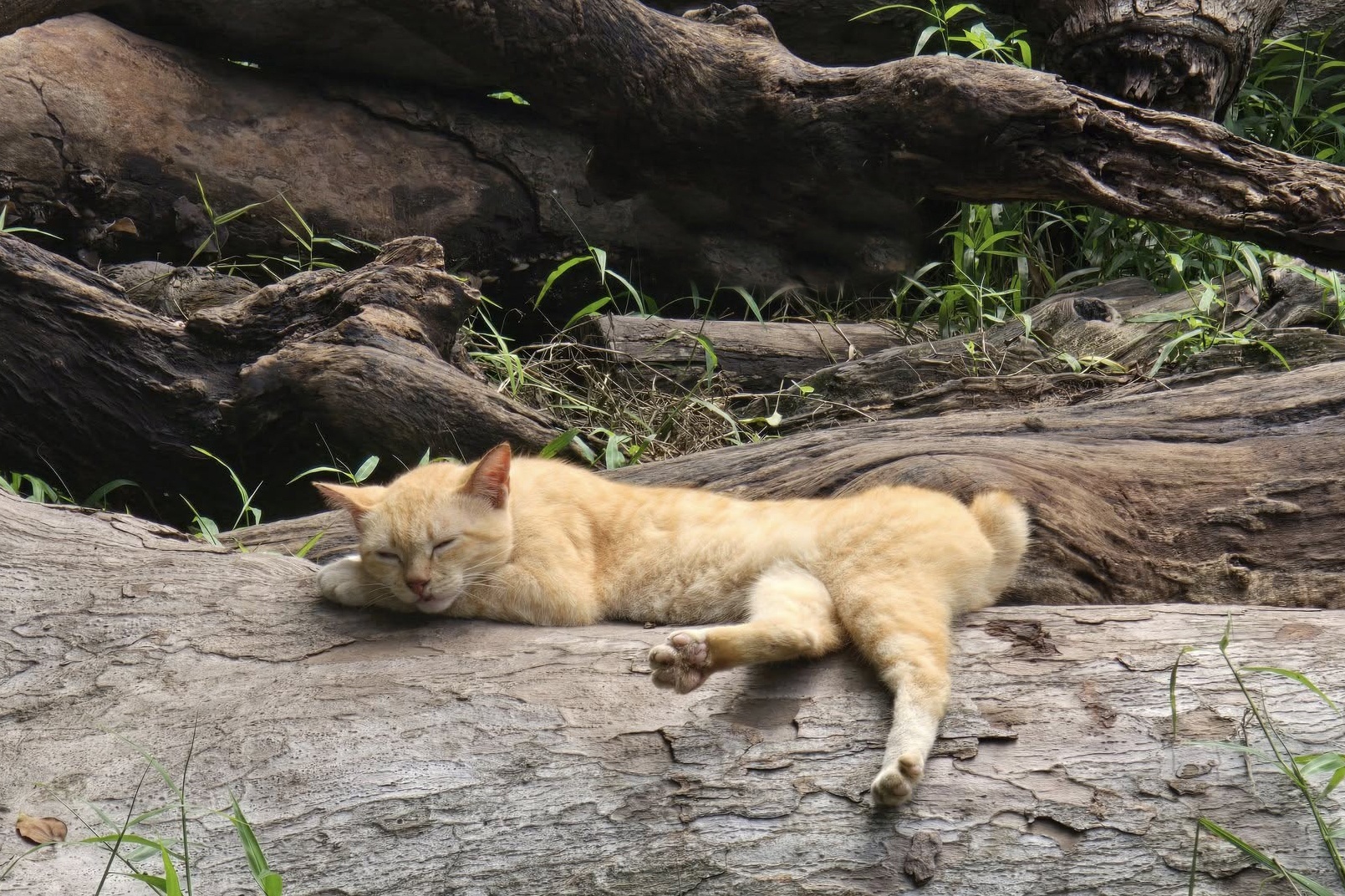 'Truong chuong' meo Mika noi tieng o Thao Cam Vien gio ra sao? hinh anh