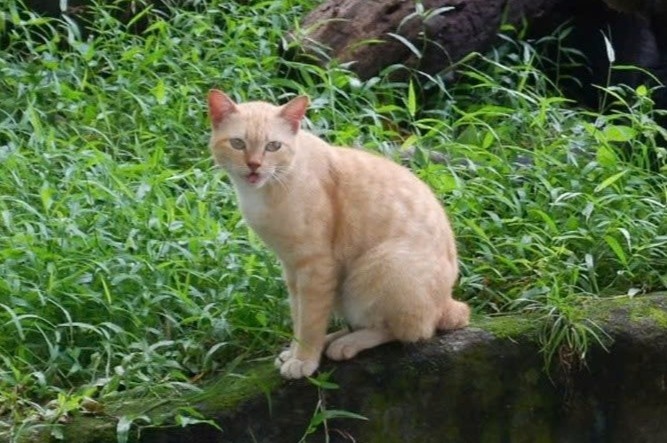 Meo Mika hien tuong mang xa hoi noi tieng khap Thao Cam Vien hinh anh