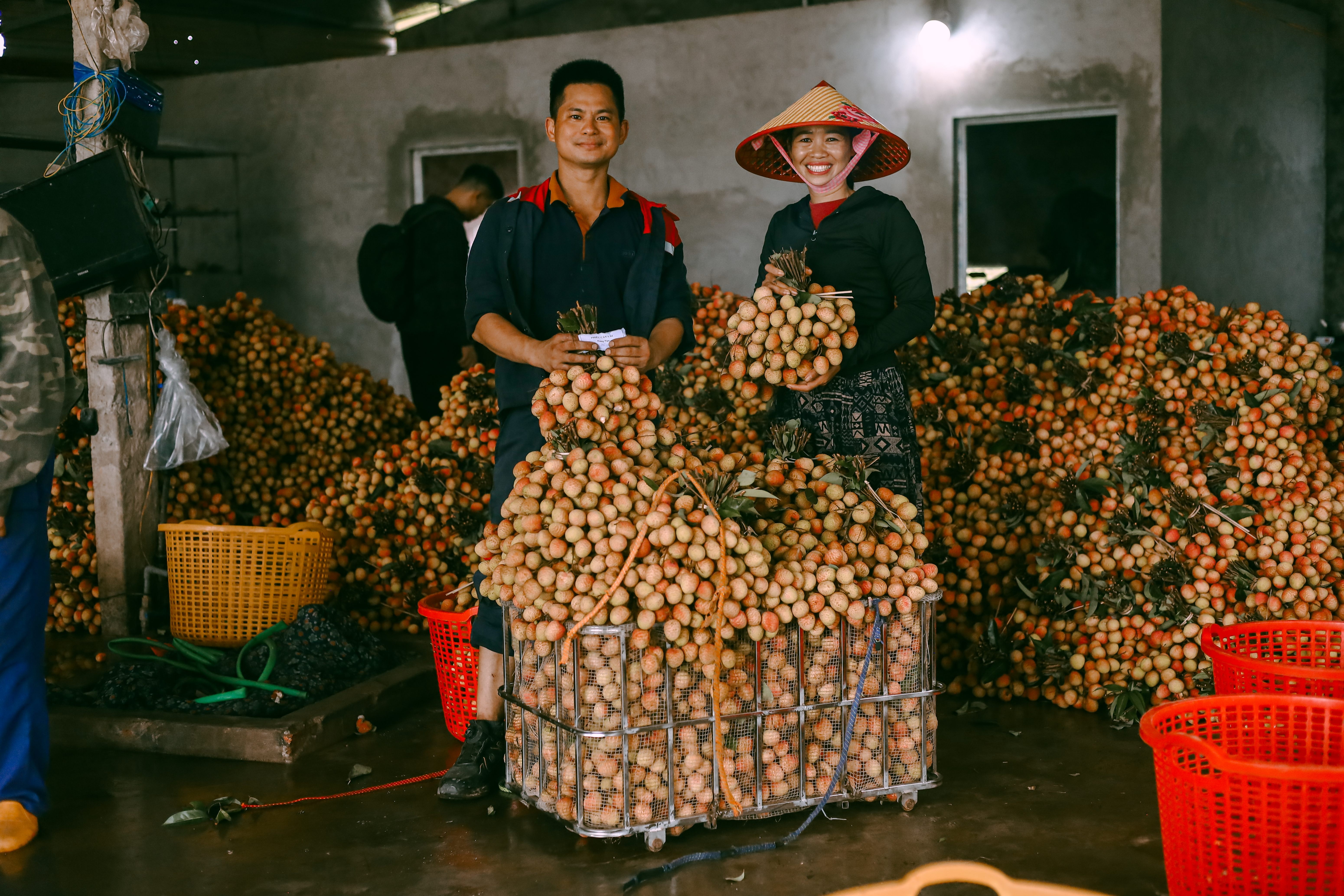 mua vai Bac Giang anh 14