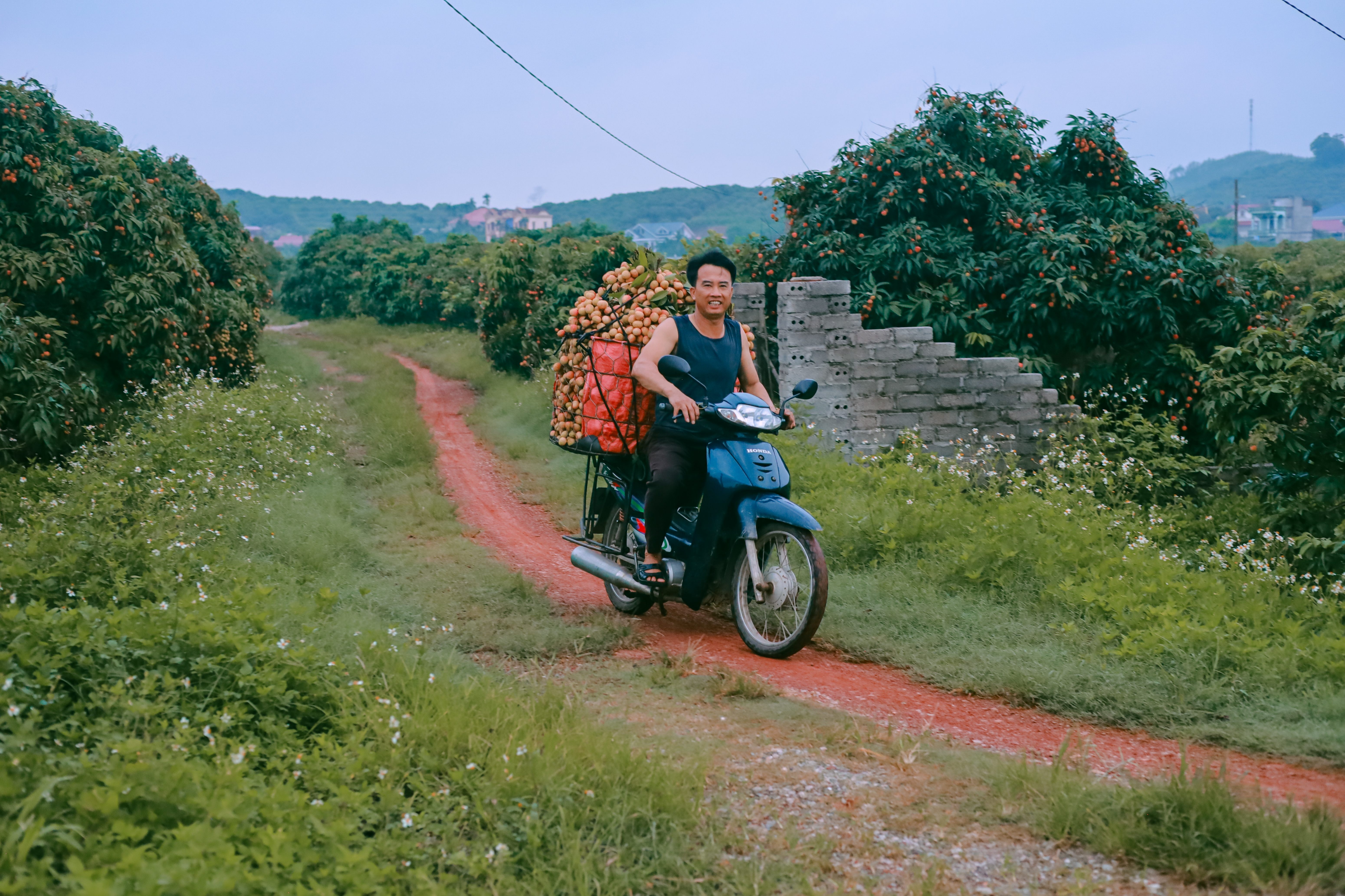 mua vai Bac Giang anh 10
