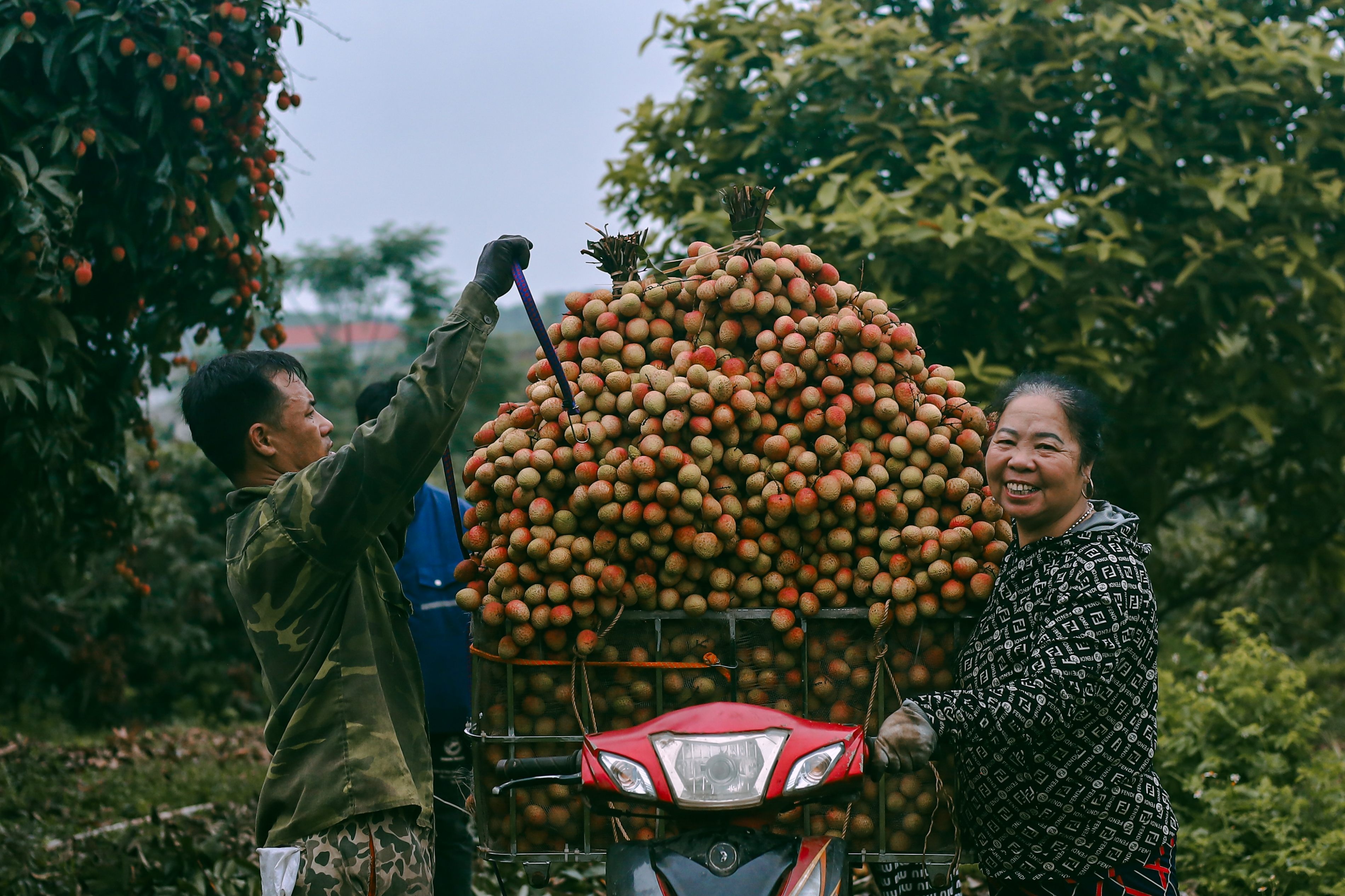 mua vai Bac Giang anh 11