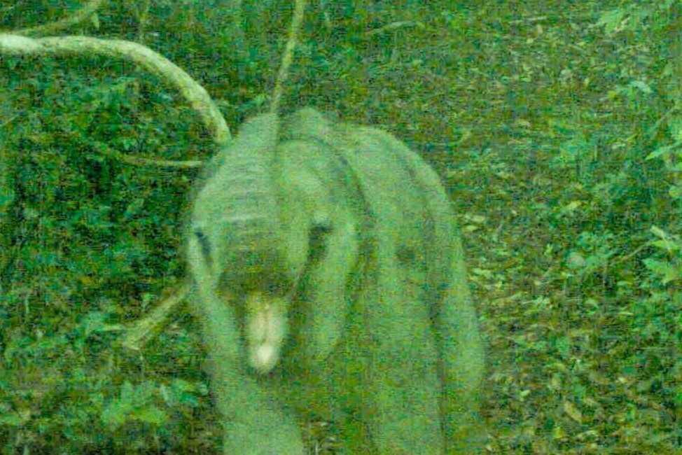 Phat hien voi con moi sinh trong rung tu nhien o Da Nang hinh anh