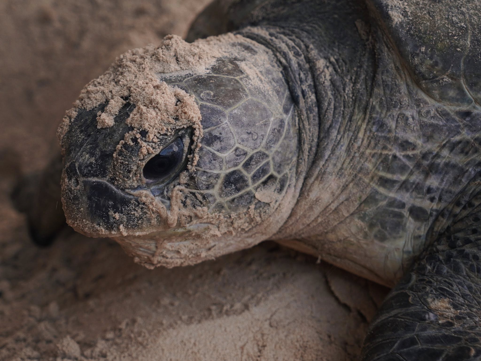 12 ngay song cung nhung me rua o Con Dao hinh anh