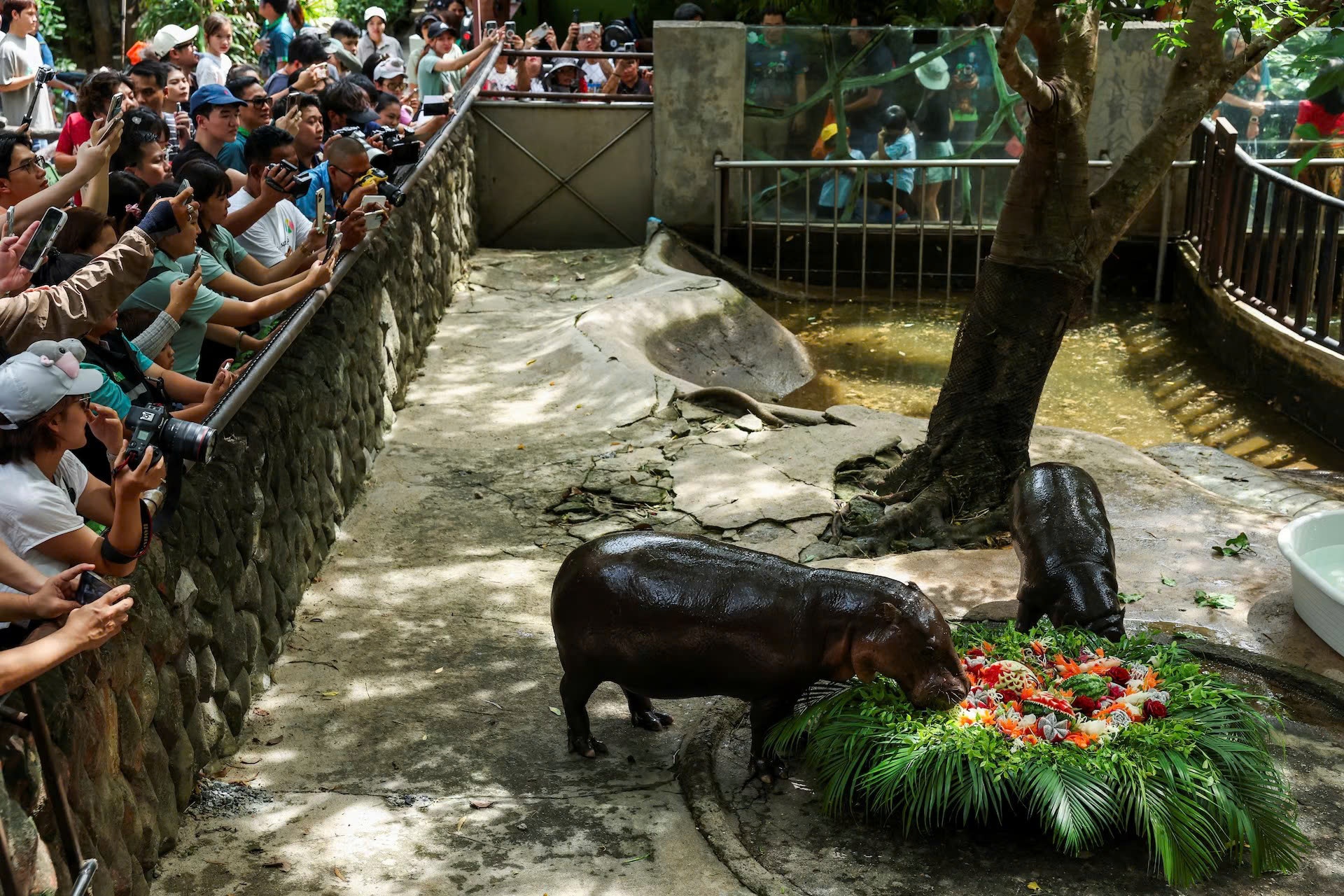 Moo Deng anh 1