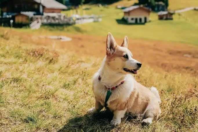 Thanh pho du lich Italy 'danh thue cho' hinh anh