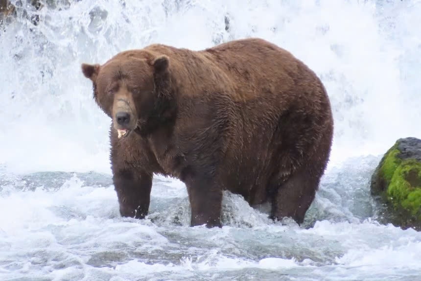 Gau nang 545 kg dang quang 'beo nhat' o vuon quoc gia My hinh anh