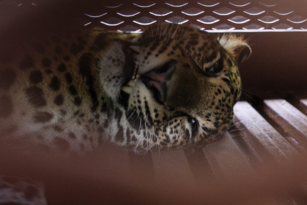 Canh bao hoa mai gam gu, nao loan khach san hinh anh