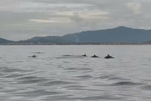 Dan ca heo xuat hien o bien Lam Dong hinh anh