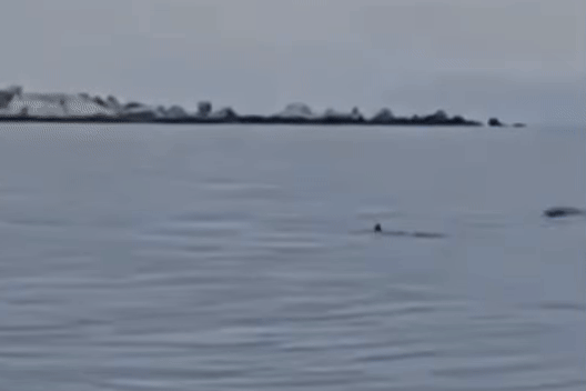 Dan ca heo hon 20 con 'nhay mua' o bien Lam Dong hinh anh