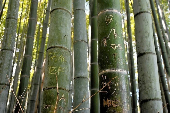 rung tre Arashiyama anh 1