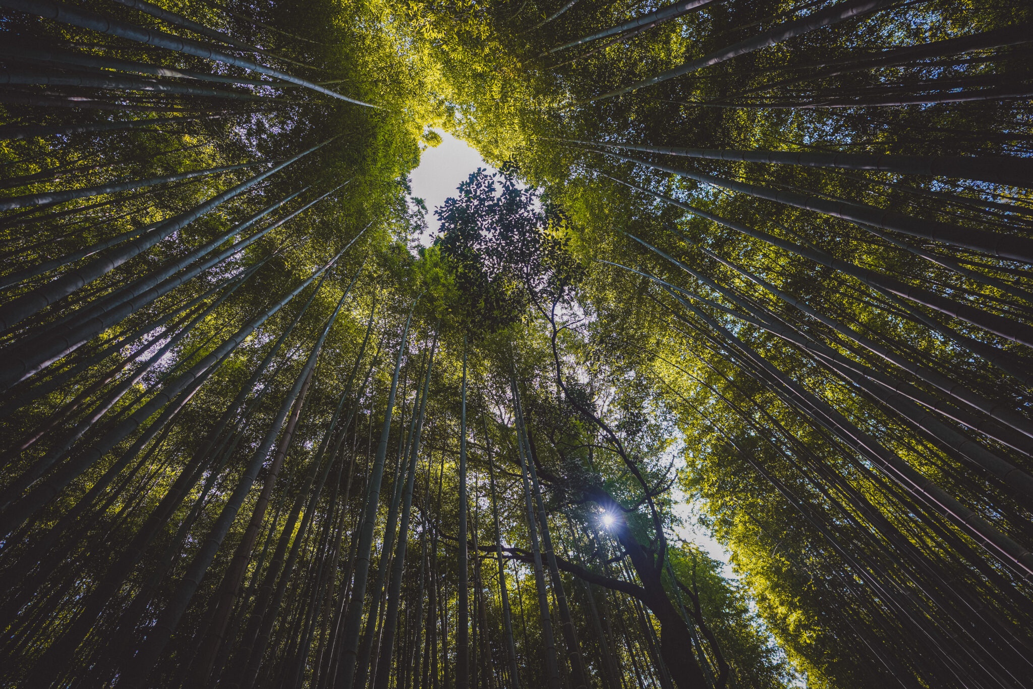 rung tre Arashiyama anh 5