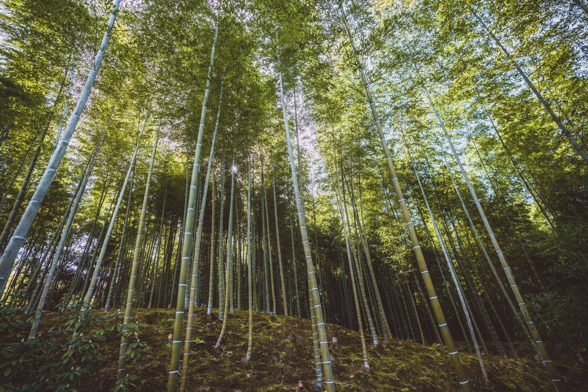 rung tre Arashiyama anh 3