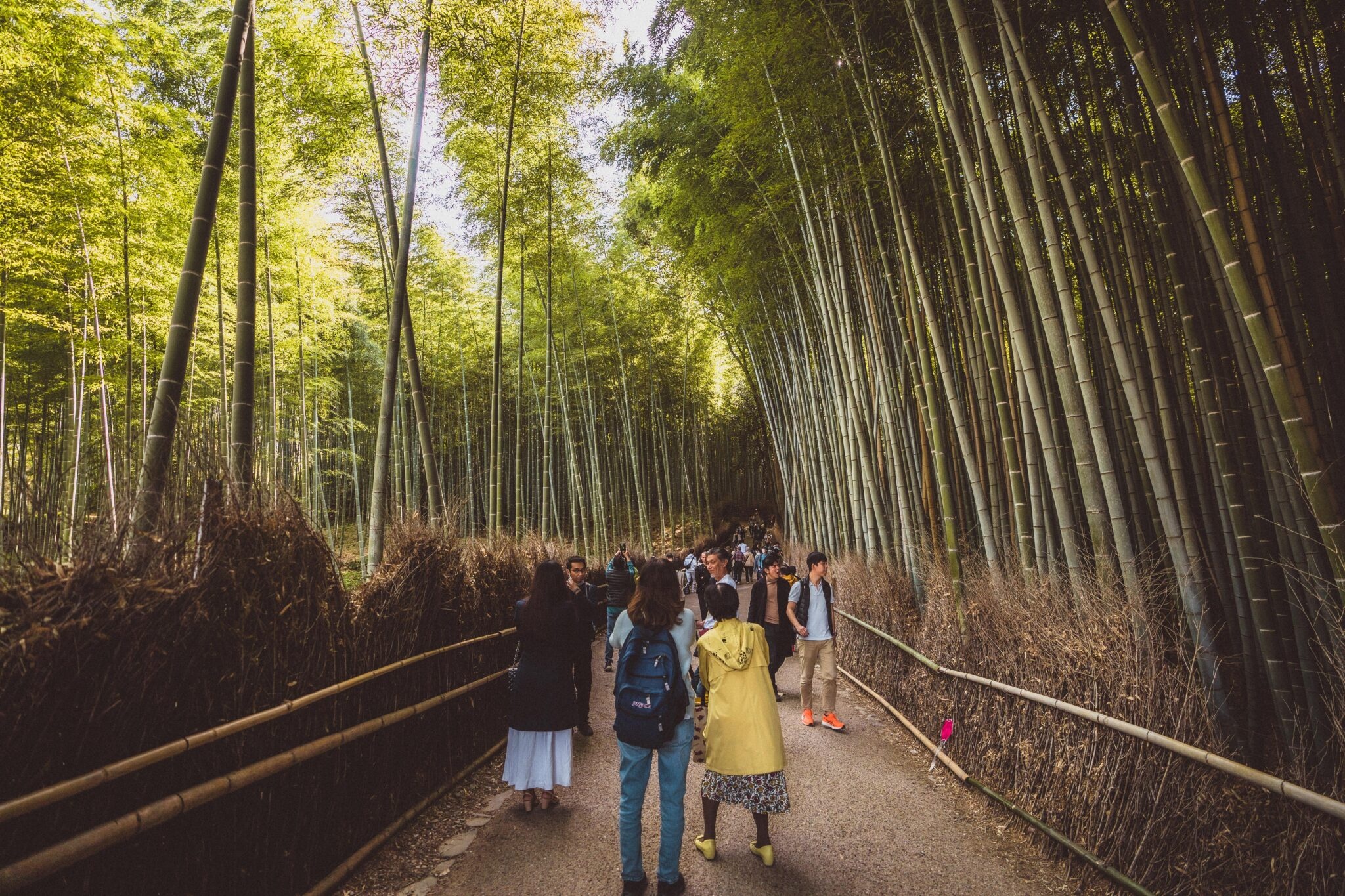 rung tre Arashiyama anh 4