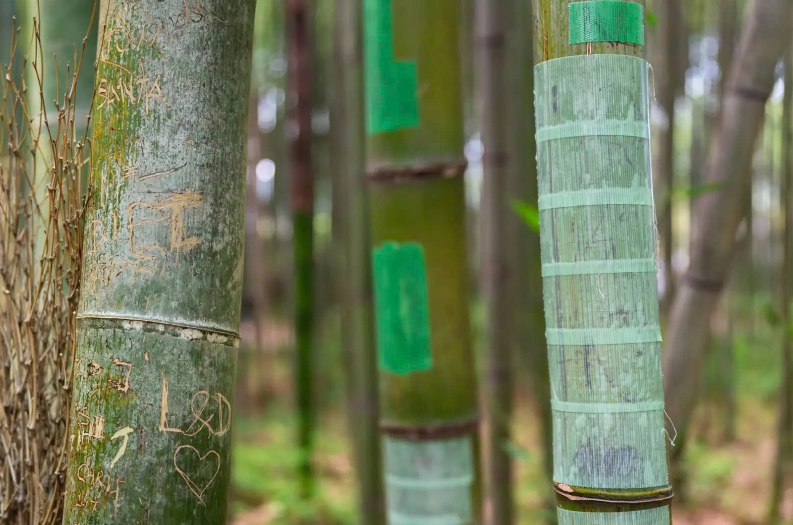 rung tre Arashiyama anh 2