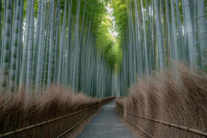 rung tre Arashiyama anh 6