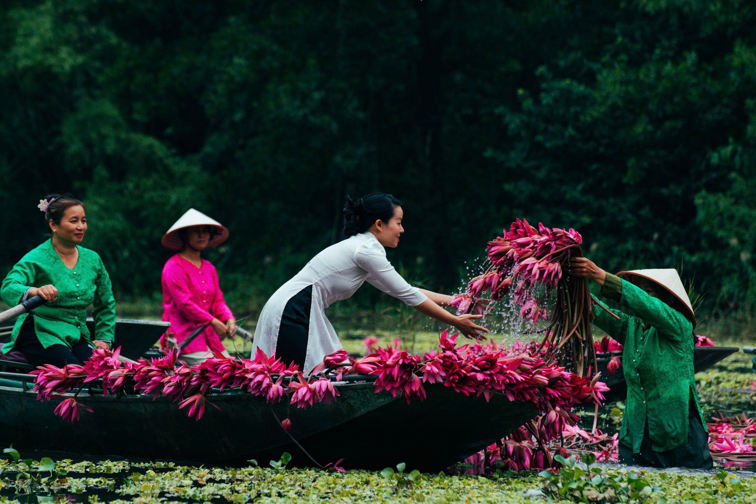 Mua thu 'nhuom hong' mua hoa sung Ninh Binh hinh anh