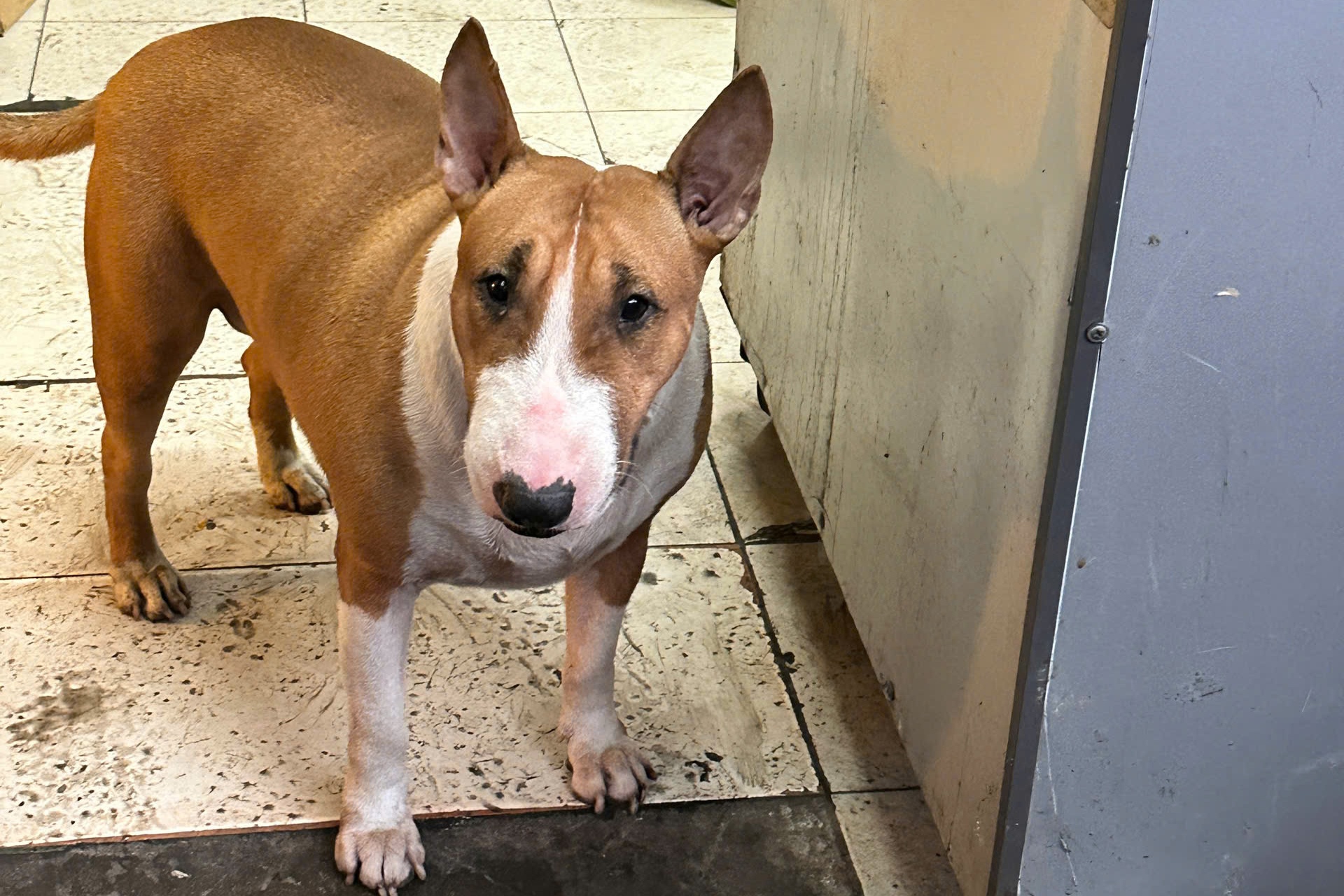 Chu quan 'so ban khong xue' vi cho giong trong game Quan pho anh Hai hinh anh