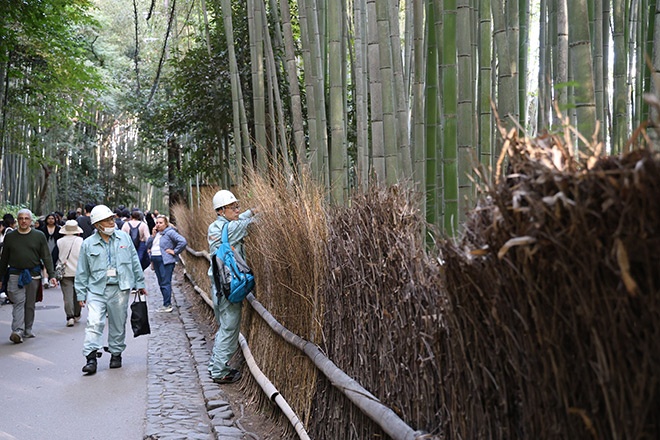 rung tre Arashiyama anh 2
