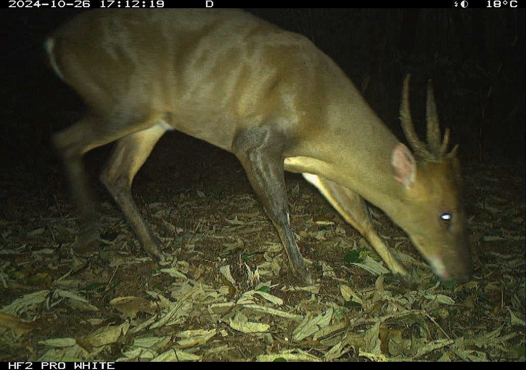 Nhung loai thu bi an lot vao bay anh lon nhat Viet Nam hinh anh