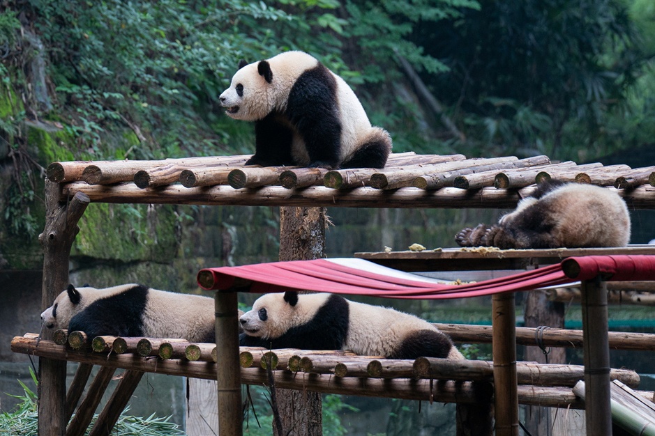 'Vien duong lao' gau truc duy nhat tren the gioi hinh anh
