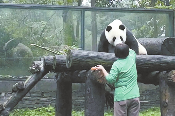 gau truc Trung Quoc anh 1