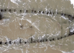 Báo quốc tế đồng loạt đưa tin xác tàu cổ hàng thế kỷ lộ diện ở Hội An