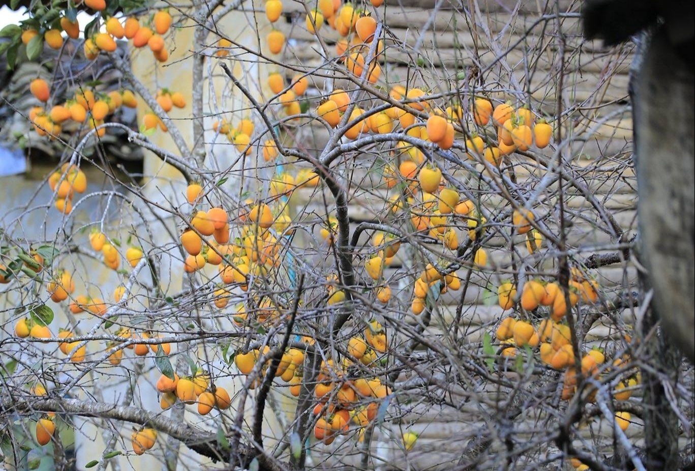Vi sao cay hong o Ha Giang 'kho nhat the gioi'? hinh anh