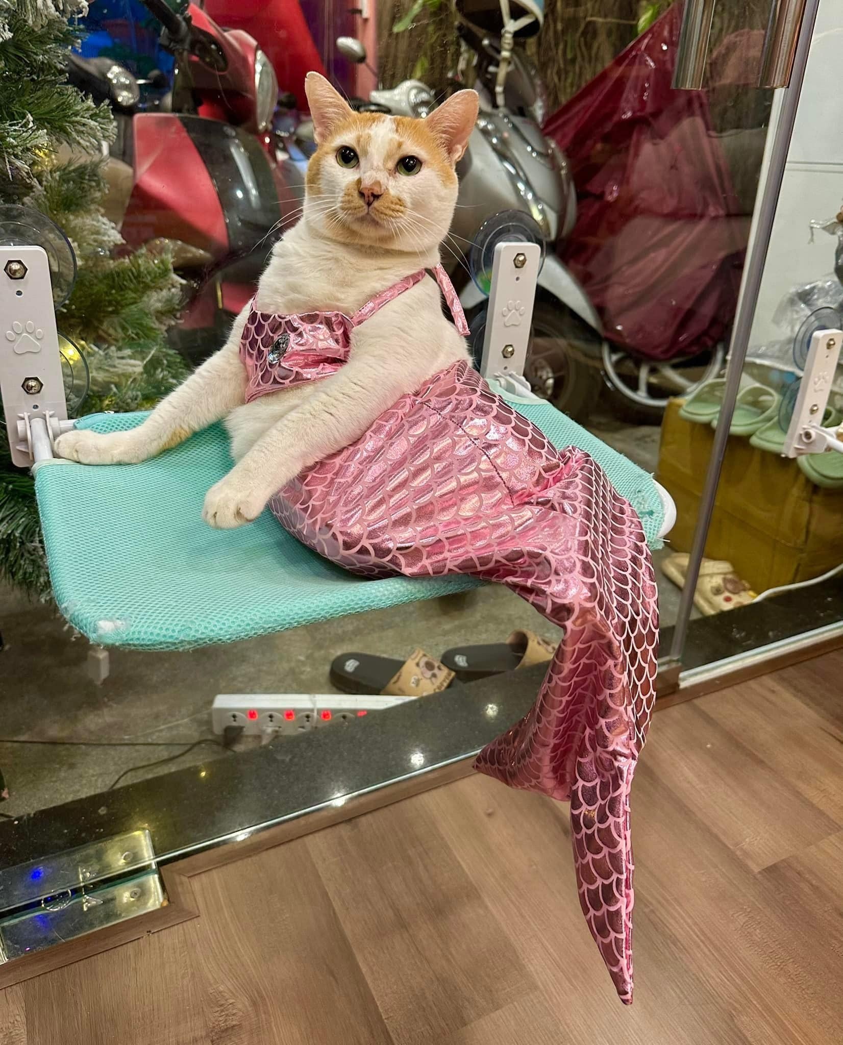 Con ga,  Jolibee,  quan ca phe meo anh 10