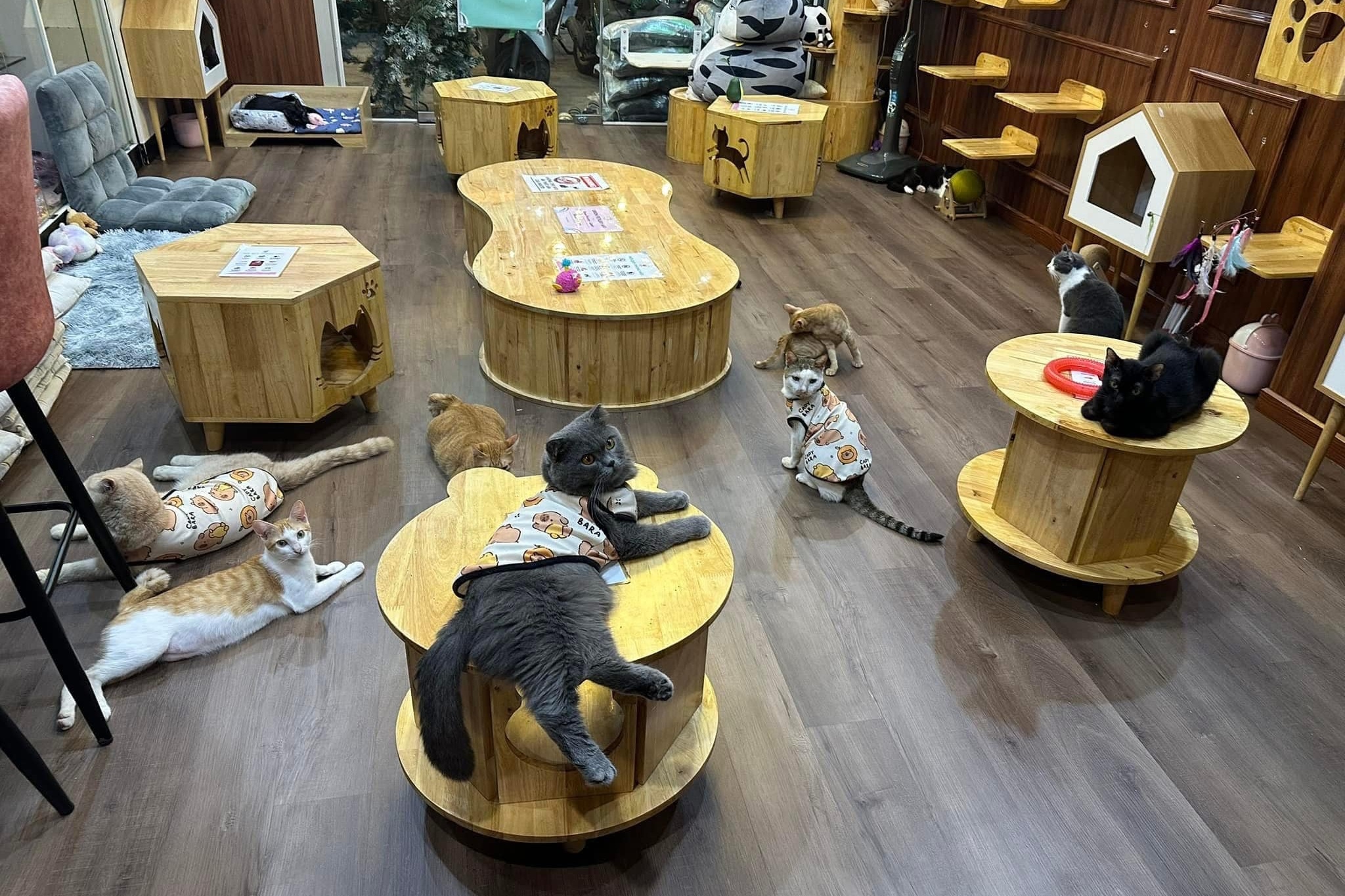 Con ga,  Jolibee,  quan ca phe meo anh 7