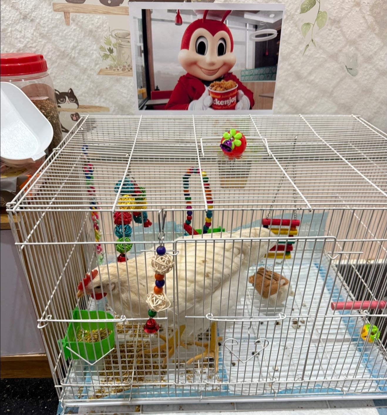 Con ga,  Jolibee,  quan ca phe meo anh 4